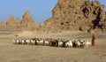  chèvres,bergère,lac,djibouti 
